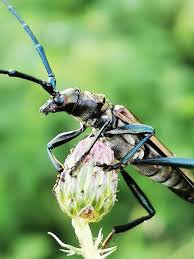 Attēlu rezultāti vaicājumam “Aromia moschata”