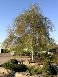 Attēlu rezultāti vaicājumam “Betula pendula Youngii”