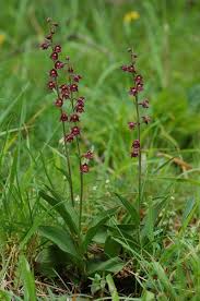 Attēlu rezultāti vaicājumam “Epipactis atrorubens”