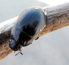 Attēlu rezultāti vaicājumam “Hydrochara caraboides”