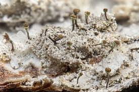 Attēlu rezultāti vaicājumam “Chaenotheca stemonea”