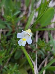 Attēlu rezultāti vaicājumam “Pinguicula alpina”