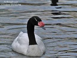 Attēlu rezultāti vaicājumam “Anseriformes”