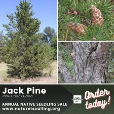 Attēlu rezultāti vaicājumam “Pinus banksiana”