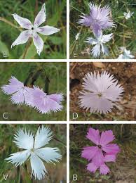 Attēlu rezultāti vaicājumam “Dianthus arenarius”