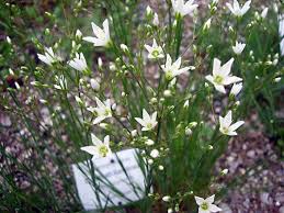 Attēlu rezultāti vaicājumam “Arenaria procera”