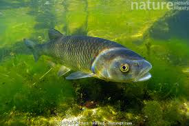 Image result for Squalius cephalus