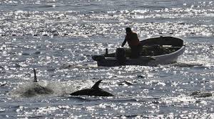 Image result for japan dolphin slaughter