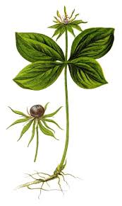 Attēlu rezultāti vaicājumam “Paris quadrifolia”