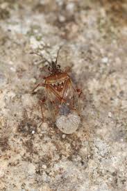 Attēlu rezultāti vaicājumam “Kleidocerys resedae imago”