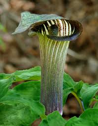 Attēlu rezultāti vaicājumam “Araceae”