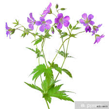 Image result for Geranium pratense