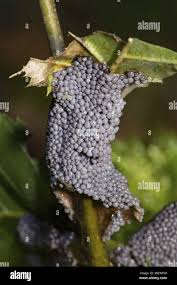 Attēlu rezultāti vaicājumam “Physarum cinereum macro”