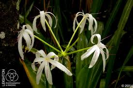 Attēlu rezultāti vaicājumam “Amarillidaceae”