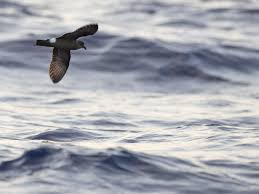 Image result for Oceanodroma castro