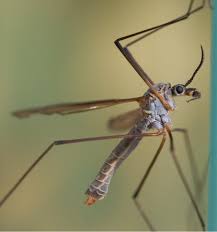 Attēlu rezultāti vaicājumam “Cribraria ferruginea macro”