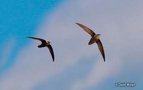 Image result for Chaetura pelagica