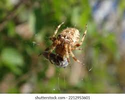 Attēlu rezultāti vaicājumam “Araneus diadematus female”