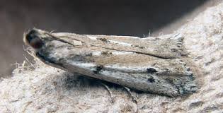 Attēlu rezultāti vaicājumam “Phycitodes binaevella”