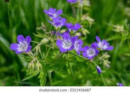 Attēlu rezultāti vaicājumam “Geranium sylvaticum bud”