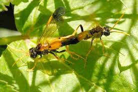 Attēlu rezultāti vaicājumam “Tenthredo campestris”