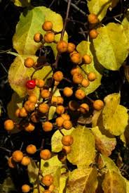 Attēlu rezultāti vaicājumam “Celastrus flagellaris”