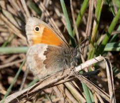 Attēlu rezultāti vaicājumam “Coenonympha pamphilus underside”