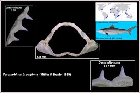 Image result for Carcharhinus brevipinna