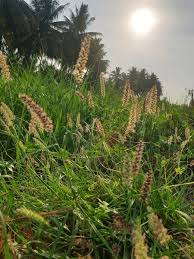 Attēlu rezultāti vaicājumam “Cynosurus cristatus flower”