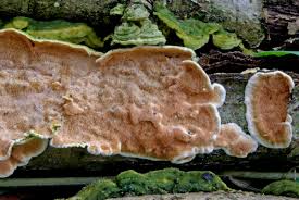 Attēlu rezultāti vaicājumam “Steccherinum ochraceum”