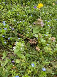 Attēlu rezultāti vaicājumam “Veronica scutellata bud”