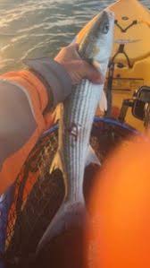 Image result for Liza aurata