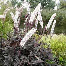 Image result for Silberkerze