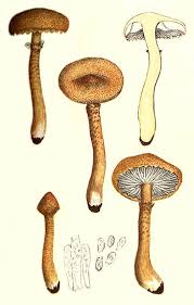 Attēlu rezultāti vaicājumam “Cystoderma amianthinum”