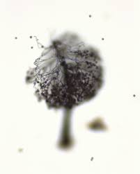 Attēlu rezultāti vaicājumam “Comatricha pulchella stalked”