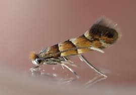 Attēlu rezultāti vaicājumam “Phyllonorycter nicellii”