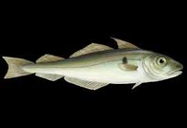 Image result for Melanogrammus aeglefinus