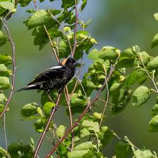 Image result for Dolichonyx oryzivorus