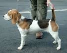 Beagle - Dog Breed Details