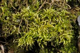 Attēlu rezultāti vaicājumam “Sciuro-hypnum populeum sporophyte”