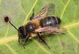 Attēlu rezultāti vaicājumam “Andrena”