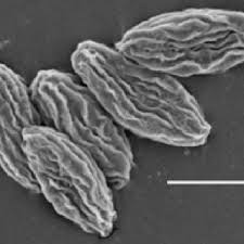 Attēlu rezultāti vaicājumam “Ascotremella faginea”