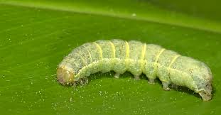 Attēlu rezultāti vaicājumam “Mamestra brassicae larva”