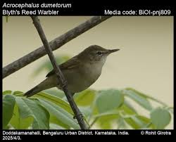 Attēlu rezultāti vaicājumam “Acrocephalus dumetorum”