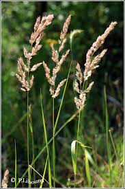 Attēlu rezultāti vaicājumam “Calamagrostis epigeios”