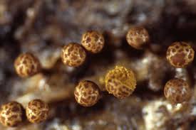 Attēlu rezultāti vaicājumam “Trichia botrytis”