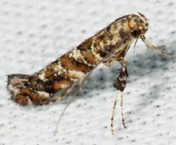 Attēlu rezultāti vaicājumam “Gracillaria syringella”