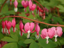 Attēlu rezultāti vaicājumam “Thuja occidentalis flower”