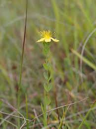 Attēlu rezultāti vaicājumam “Hypericum maculatum leaf”