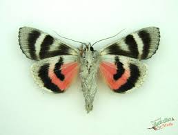 Attēlu rezultāti vaicājumam “Catocala pacta”